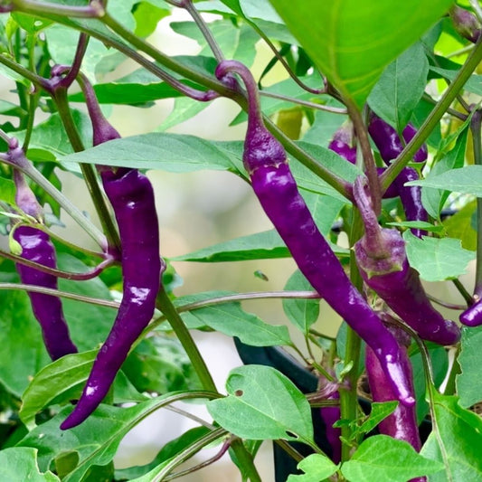 500 Purple Cayenne Hot Pepper Seeds 1/8 oz, NON-GMO Heirloom Fast Shipping