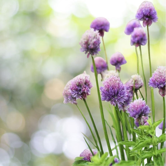 5000 Common Chives Seeds NON-GMO Herb Garden Variety Sizes Fast Shipping