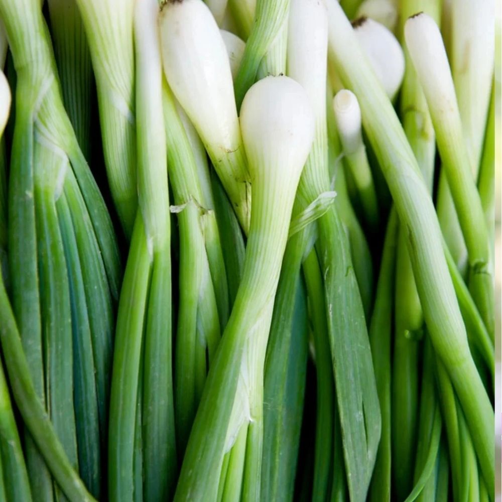 4000 Warrior Bunching Onion Seeds AAS NON-GMO Japanese Onion Fast Shipping