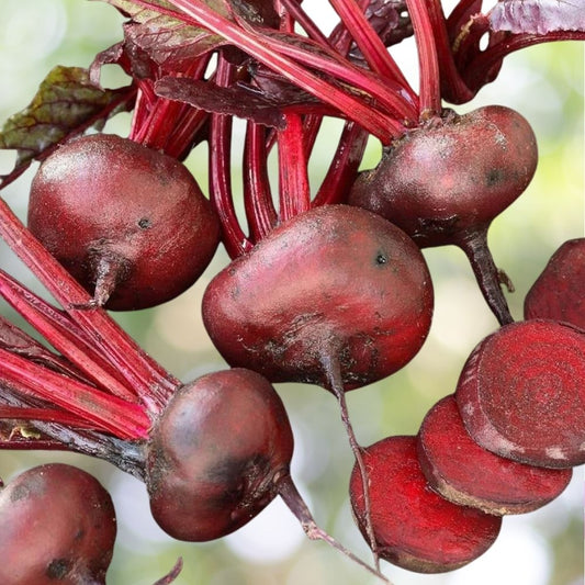 850 Crosby's Egyptian Beet Seeds, German Heirloom, Flat Beet, NON-GMO Fast Shipping