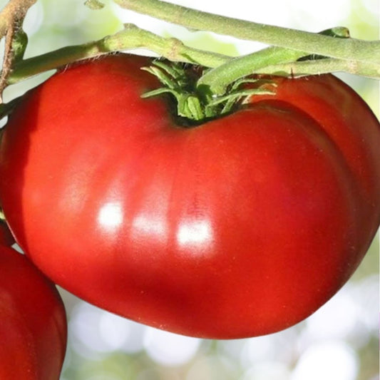 1250 Beefsteak Tomato Seeds Heirloom NON-GMO World Record Fast Shipping
