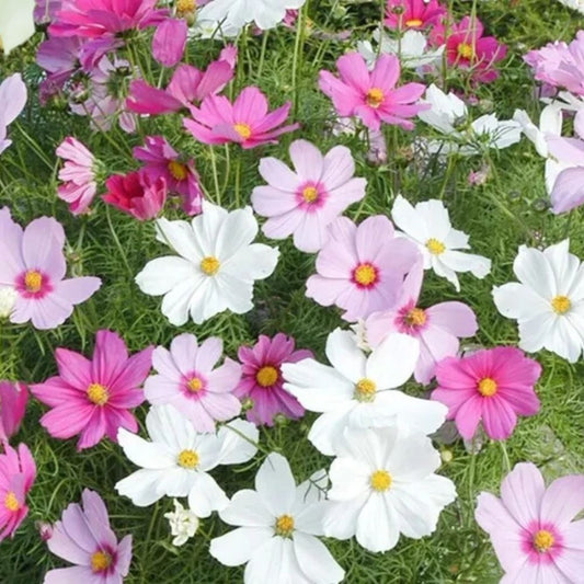 Dwarf Cosmos Seed Mix 2000 Seeds, Colorful Compact Flowers for Pollinators Fast Shipping