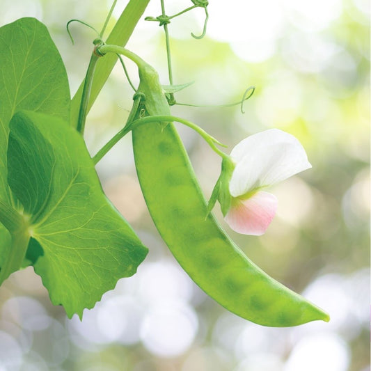 160 Dwarf Grey Sugar Snow Pea Seeds, Heirloom NON-GMO, Fast Shipping