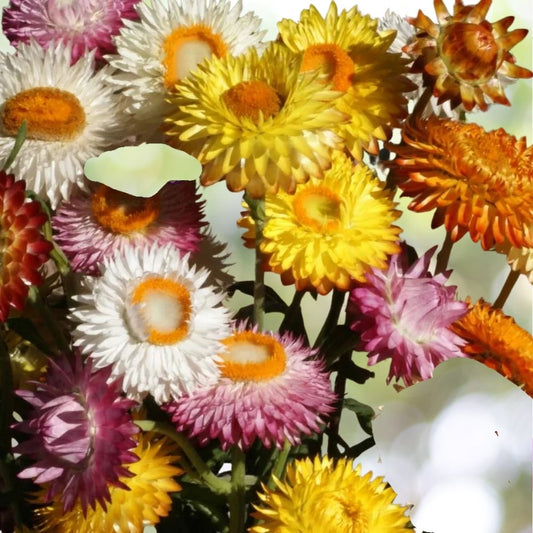 Dwarf Strawflower Mix Seeds 3000+ Helichrysum Paper Daisy Everlasting Fast Shipping
