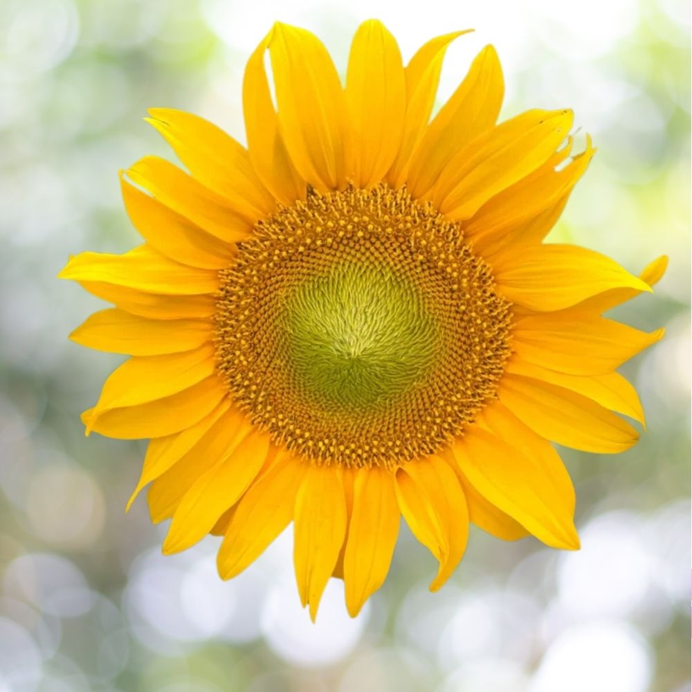 Dwarf Sunspot Sunflower Seeds 100+ Seeds Compact Helianthus Annuus Fast Shipping