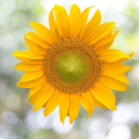 Dwarf Sunspot Sunflower Seeds 100+ Seeds Compact Helianthus Annuus Fast Shipping