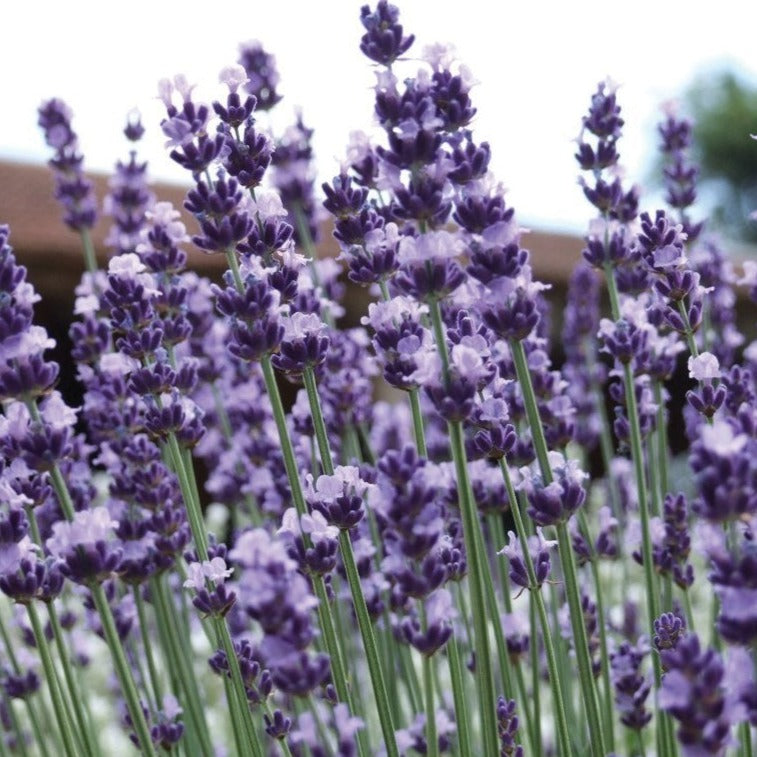Vera Lavender Seeds Lavandula Angustifolia 100 Count Fragrant Garden Herb