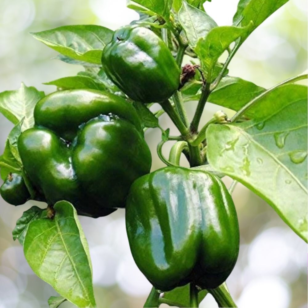 Emerald Giant Sweet Bell Pepper Seeds - Heirloom NON-GMO - 1000 Seeds - Fast Shipping