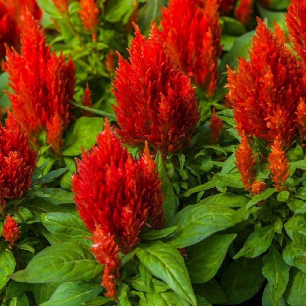 500+ Scarlet Plume Celosia Seeds Non-GMO Fast Shipping