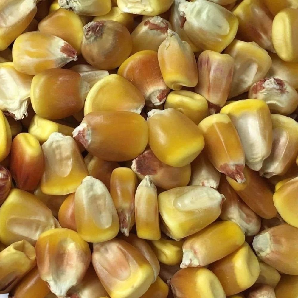 1280+ Yellow Corn Seeds Non-GMO Heirloom Sweet Corn Fast Shipping