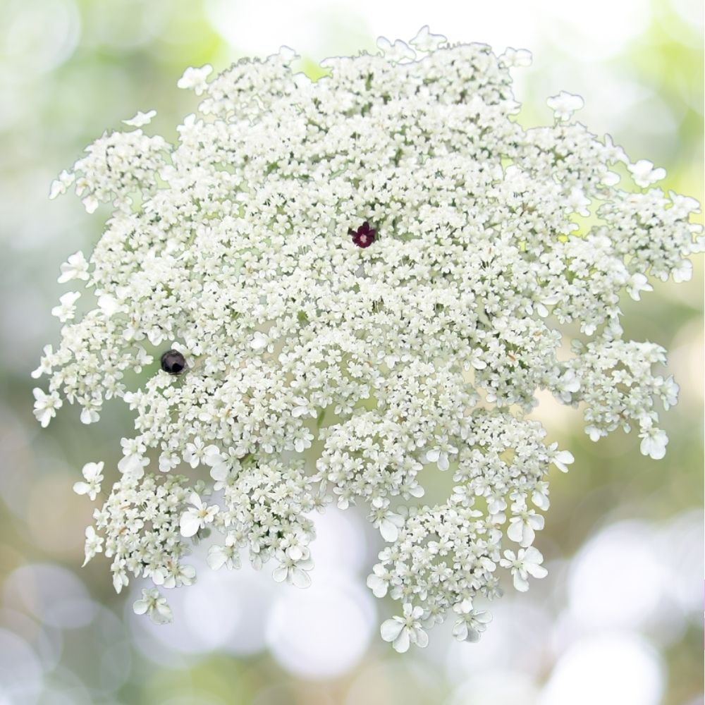 2500+ Bishops Flower Seeds | False Queen Anne's Lace | Non-GMO Fast Shipping