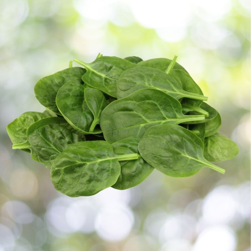 1000 Giant Noble Spinach Seeds Non-GMO Heirloom Vegetable Garden Fast Shipping