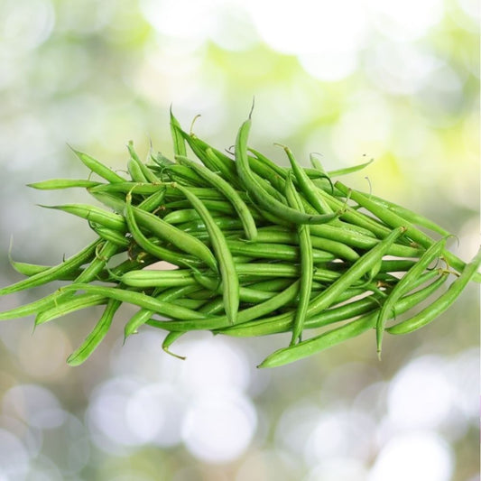 50+ Blue Lake Pole Green Bean Seeds | Non-GMO Heirloom | Fast Shipping