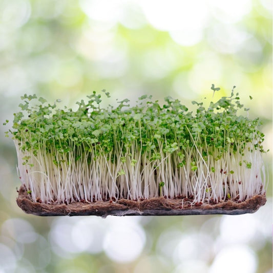 9,000+ Broccoli Microgreen Seeds | Non-GMO | Fast Shipping