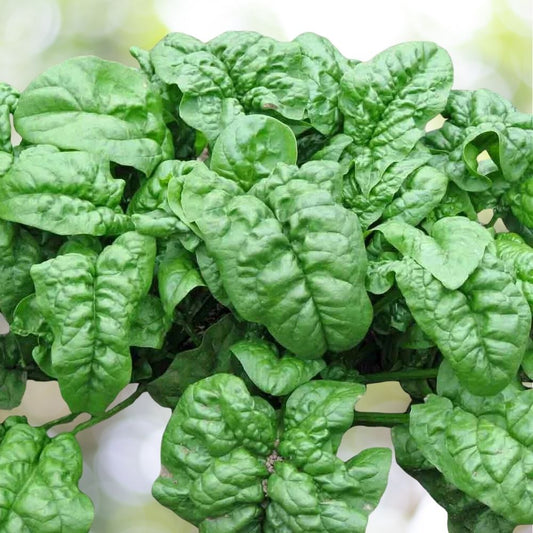 1200+ Giant Noble Spinach Seeds NON-GMO Heirloom Vegetable Garden Fast Shipping
