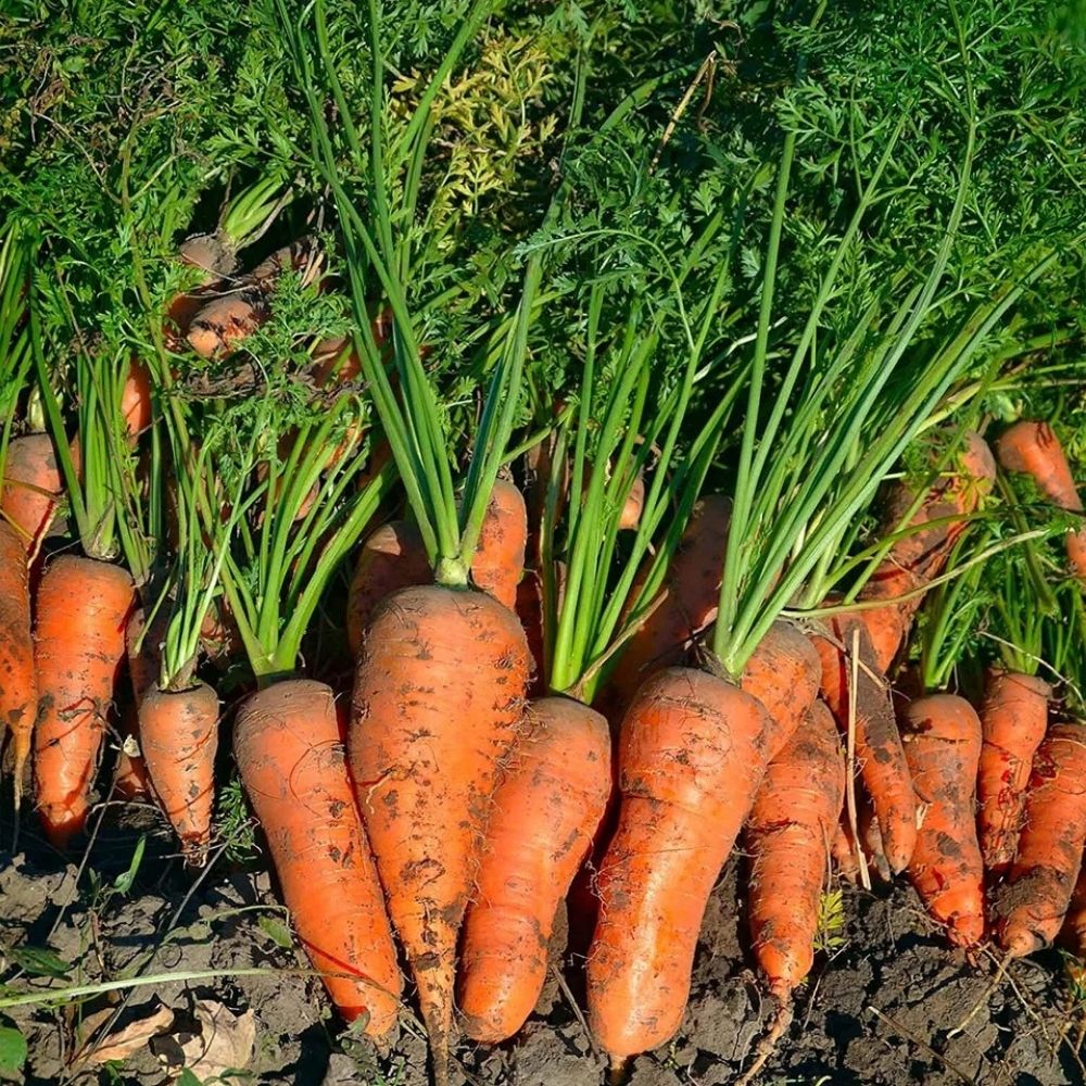 6000+ Royal Chantenay French Carrot Seeds | NON-GMO Heirloom | Fast Shipping