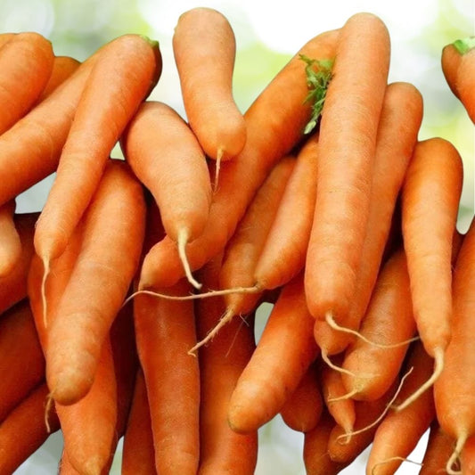 6000+ Little Fingers Baby Carrot Seeds | NON-GMO Heirloom | Fast Shipping