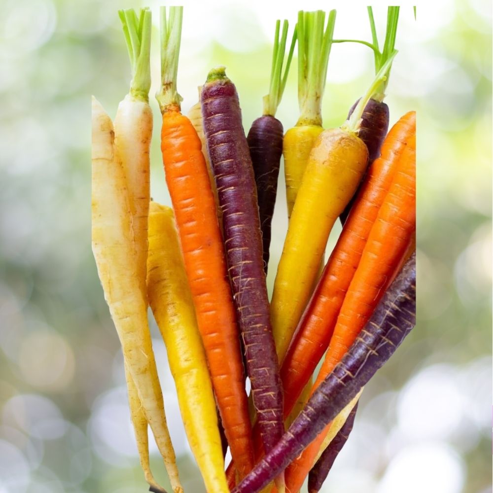 Rainbow Carrot Seeds 3000+ NON-GMO Heirloom Vegetable Garden Fast Shipping