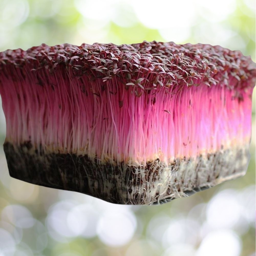 10000 Amaranth Microgreen Seeds | Non-GMO | Fast Shipping