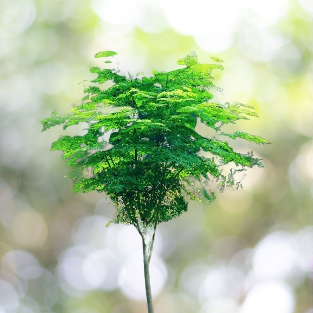 50+ Moringa Seeds for Planting | Non-GMO | Fast Shipping