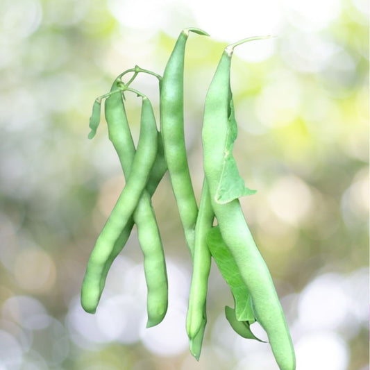 500+ Blue Lake Bush Green Bean Seeds | Non-GMO | Fast Shipping