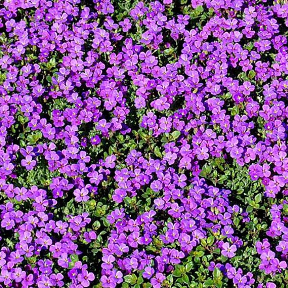 1200 Purple Rock Cress Seeds, Aubrieta Groundcover Perennial, Fast Shipping
