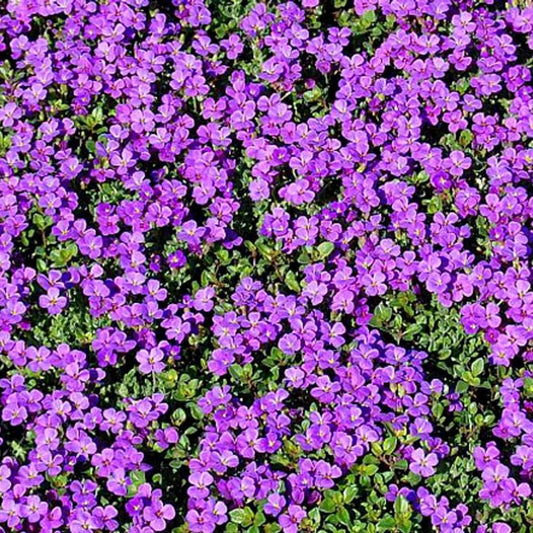 1200 Purple Rock Cress Seeds, Aubrieta Groundcover Perennial, Fast Shipping
