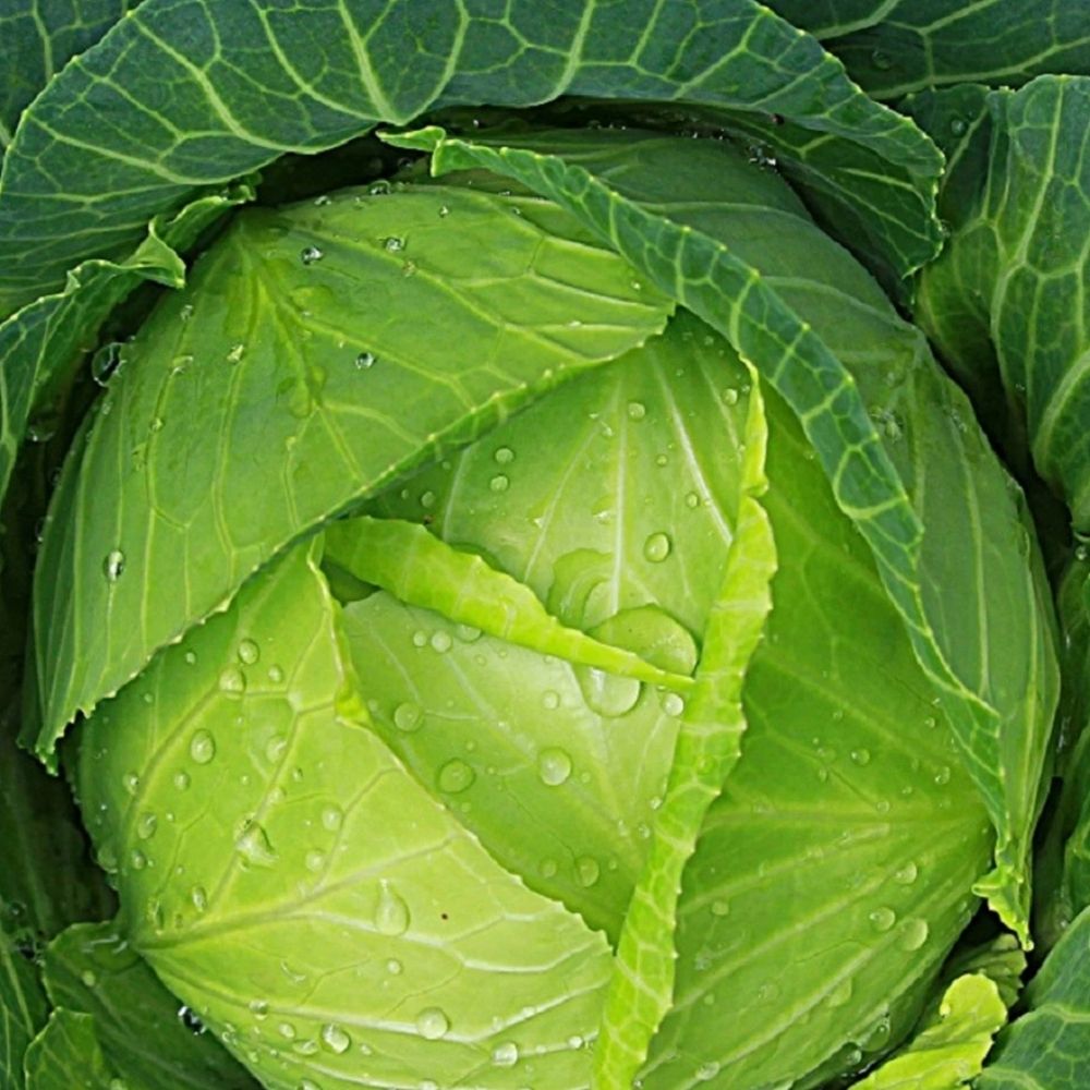 800 Copenhagen Market Cabbage Seeds | Non-GMO Heirloom Vegetable