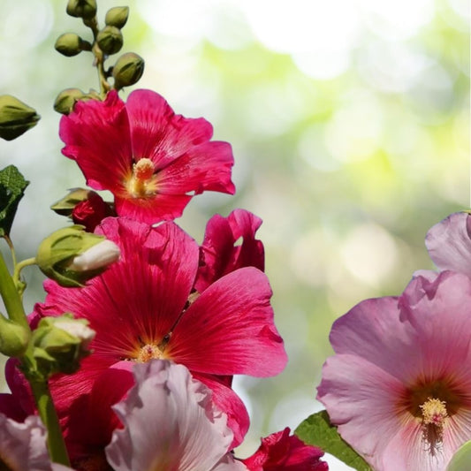 100 Hollyhock Seeds Color Mix White Pink Red Yellow | Fast Shipping