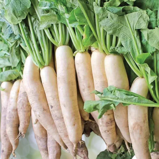 42000 Daikon Radish Seeds 1 lb - Non-GMO Heirloom Vegetable Fast Shipping
