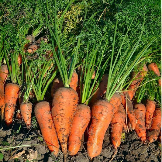 6000 Royal Chantenay French Carrot Seeds | NON-GMO Heirloom Fast Shipping