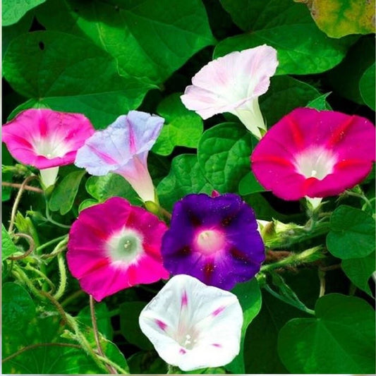 200 Morning Glory Mixed Flower Seeds | Non-GMO