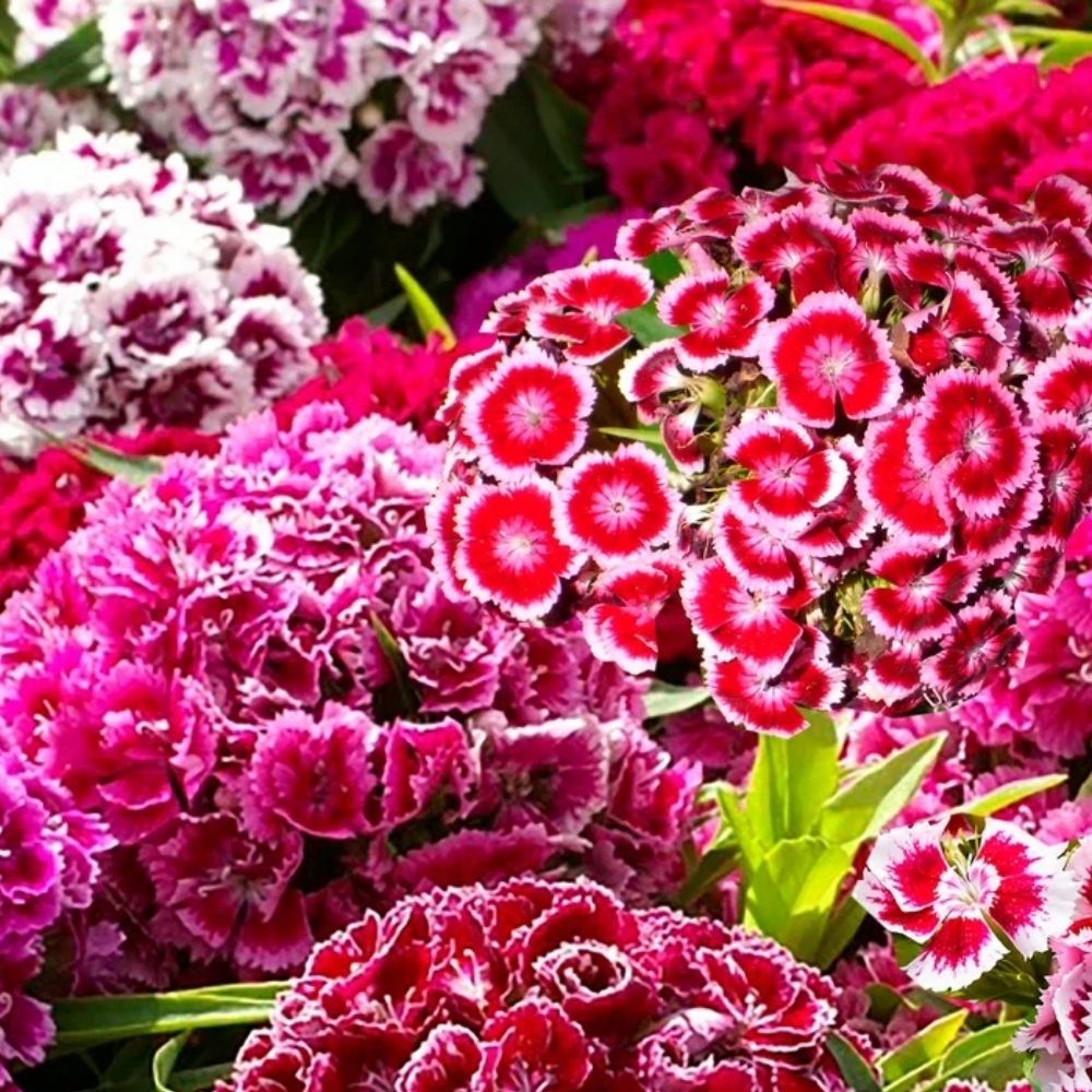 1000 Sweet William Dianthus Indian Carpet Dwarf Mix Color Flower Seeds