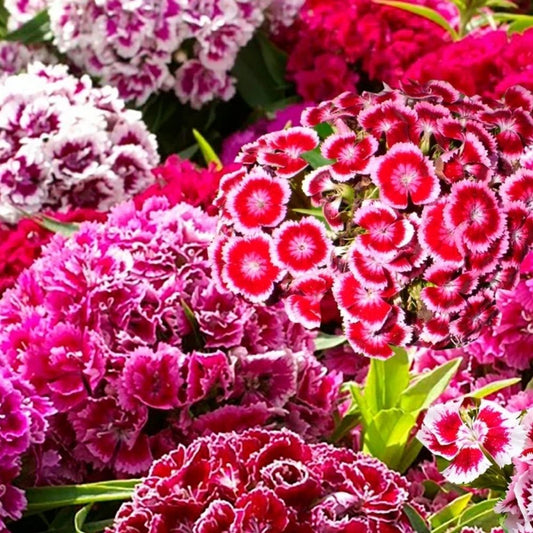 1000 Sweet William Dianthus Indian Carpet Dwarf Mix Color Flower Seeds