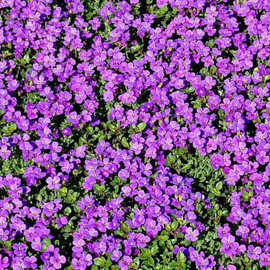1200 Purple Rock Cress Seeds | Aubrieta Groundcover Perennial Flower