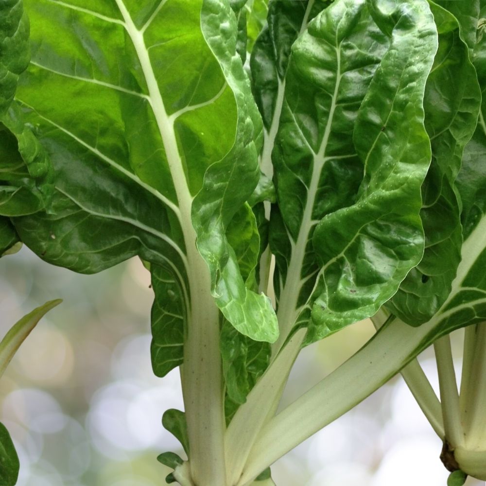 500 Swiss Chard Seeds, Heirloom Organic Vegetable Seeds for Garden