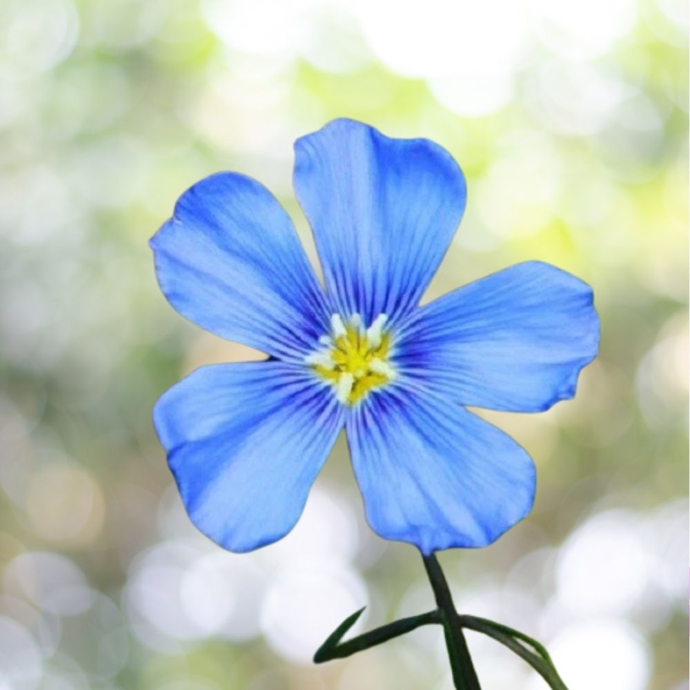 2000 Blue Linum Flax Seed | Non-GMO