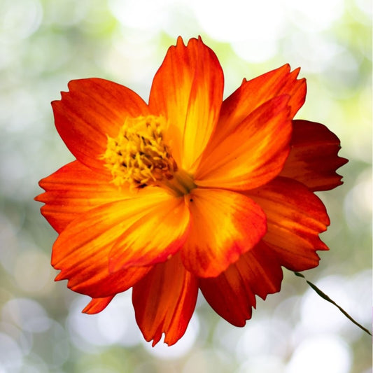 200 Cosmo Bright Light Flower Seeds | Non-GMO Annual Garden Bloom