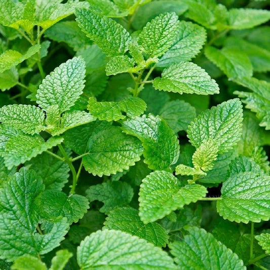 1000 Lemon Mint Seeds | Non-GMO | Fragrant Herb for Garden