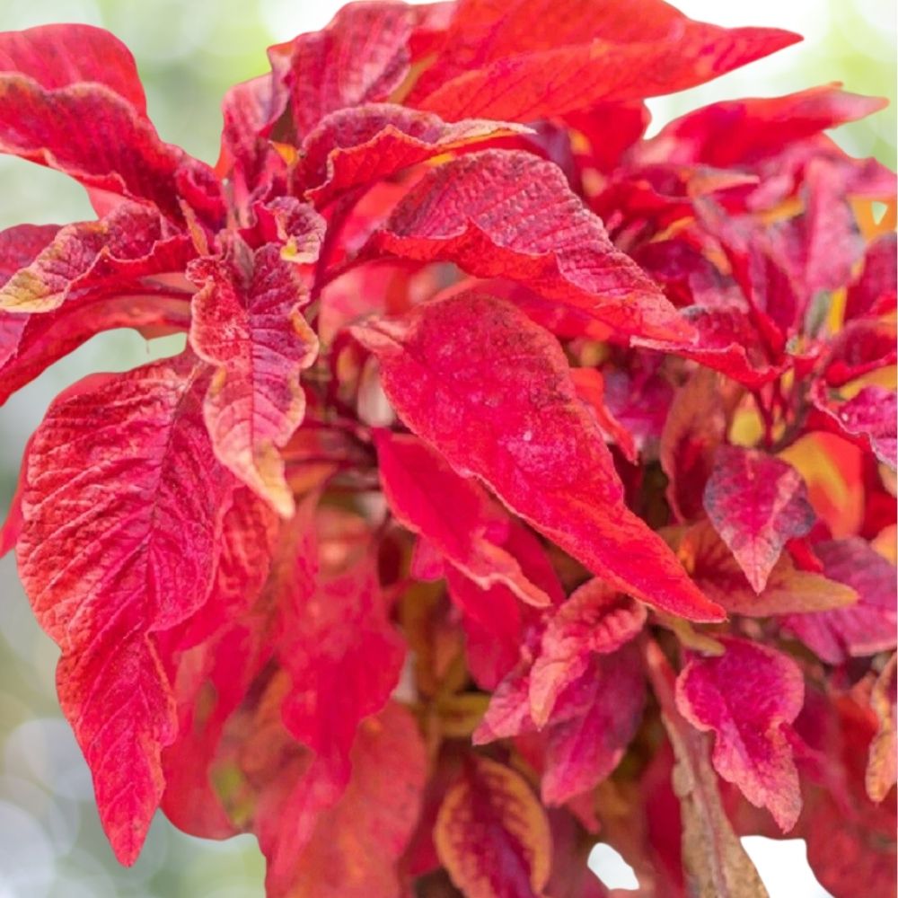 3000 Red Garnet Amaranth Seeds | Non-GMO Heirloom Microgreens Grain Flower