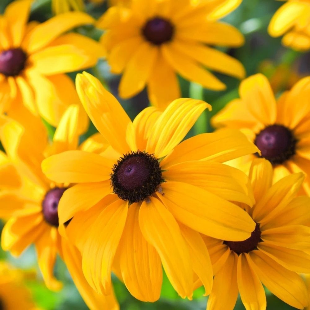 2000 Black Eyed Susan Seeds | Non-GMO Wildflower Seeds for Planting