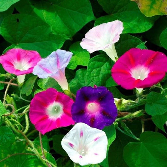 200 Morning Glory Mixed Flower Seeds | Non-GMO, Fast-Growing Annual Vine