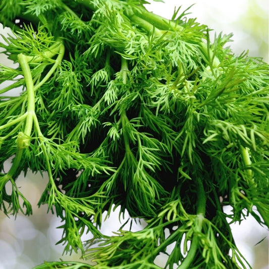 1000 Mammoth Long Island Dill Seeds | Non-GMO