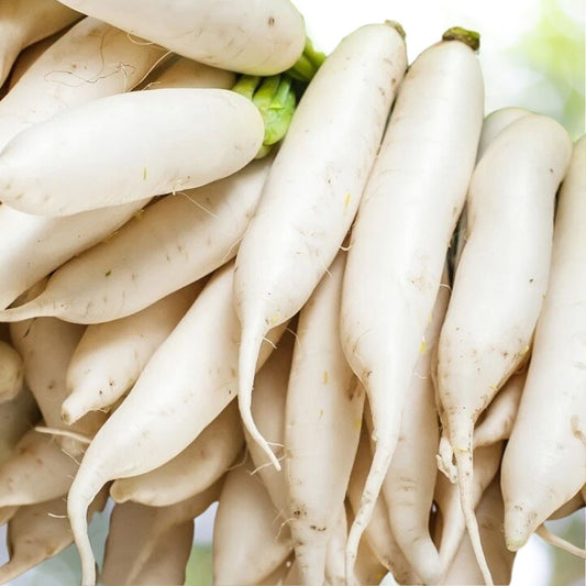 200 Radish Seeds - Fast Growing Heirloom Non GMO Vegetable Garden