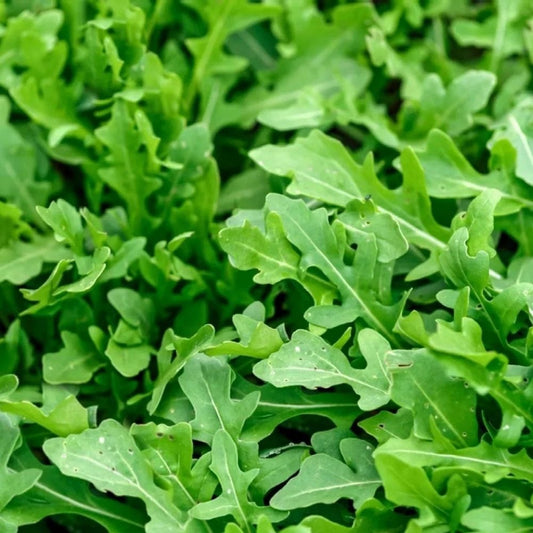 1000 Slow Bolt Arugula Seeds for Planting - Heirloom Non GMO