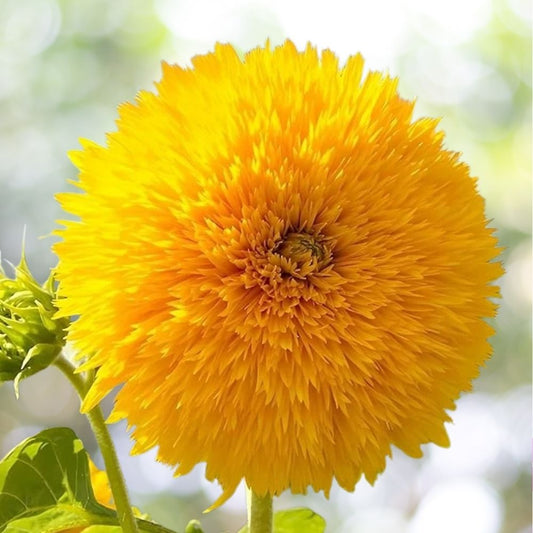 100 Dwarf Teddy Bear Sunflower Seeds | Non-GMO