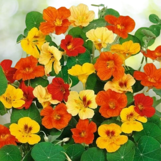 20 Nasturtium Jewel Mix Dwarf Heirloom Flower Seeds