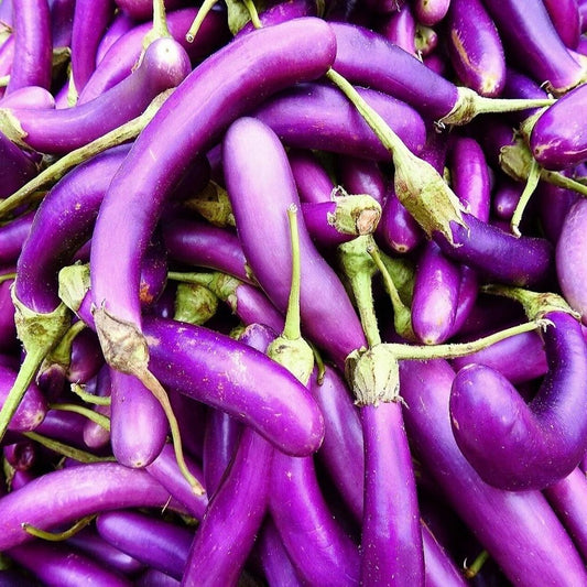 1000 Long Purple Eggplant Seeds | Non-GMO Heirloom Vegetable Garden