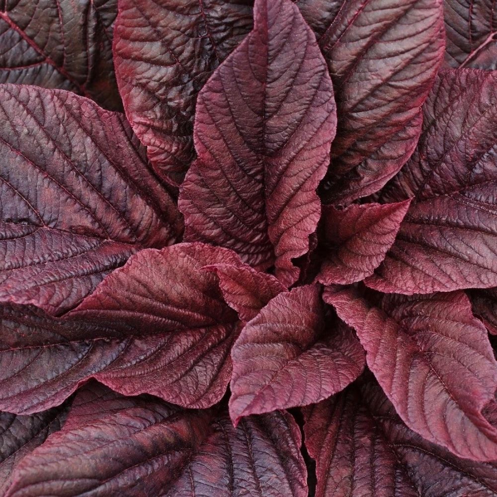 2000 Red Garnet Mustard Seeds | Heirloom | Non-GMO