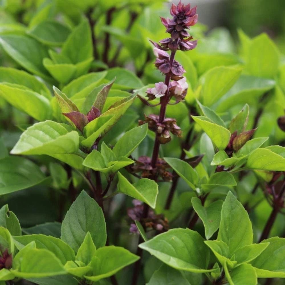 3000 Basil Seeds - Thai Herb Basil Seeds - Heirloom Non GMO